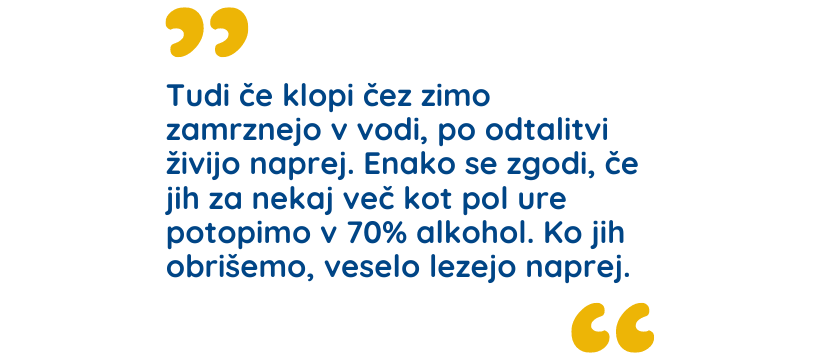 Klopi so izredno trdožive živali.