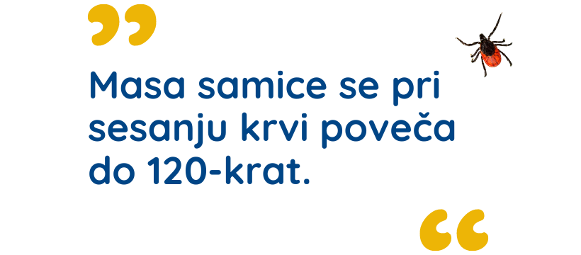 Klopi se pri sesanju krvi povečajo do 120-krat.
